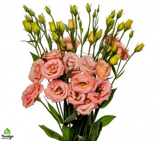 Саженцы Эустомы p9, цветы похожие на розы, оптом, розница, Садовый центр Таволга, Украина