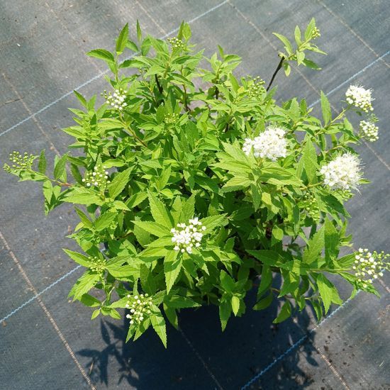Спирея японская Albiflora С3 ЗКС