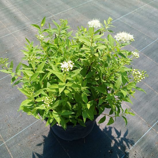 Спирея японская Albiflora С3 ЗКС