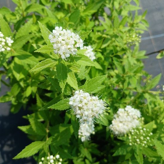 Спирея японская Albiflora С3 ЗКС
