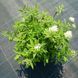 Спірея японська Albiflora С3 ЗКС