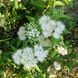 Спірея японська Albiflora С3 ЗКС