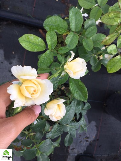 Троянда сорту Tsarina