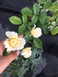 Роза сорта Tsarina (плетучая)