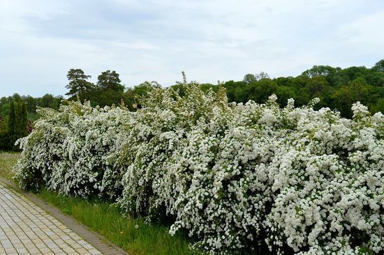 Спирея Вангутта, ком h120-140 ОКС, Белый