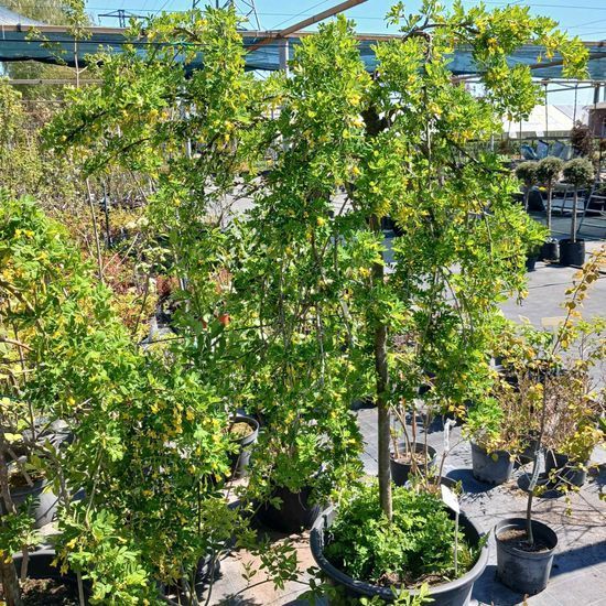 Карагана деревовидная Pendula, Pa-120, c45