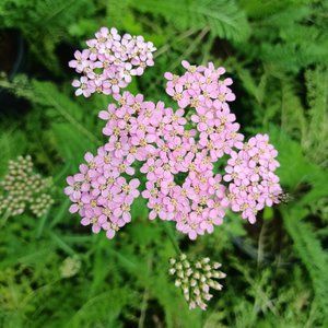 Тысячелистник Pink `Розовый` c2