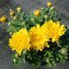 Хризантема мультифлора в ассортименте, с2, микс сортов, Ассорти