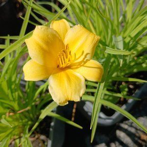 Лілейник Stella de Oro с2