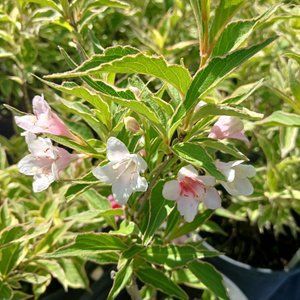 Вейгела квітуча Variegata С5 ЗКС