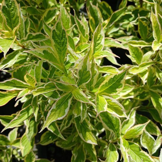 Вейгела квітуча Variegata С5 ЗКС