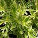 Вейгела квітуча Variegata С5 ЗКС