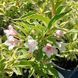 Вейгела квітуча Variegata С5 ЗКС