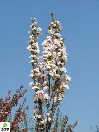 Сакура колоновидна Аманогава, с7,5