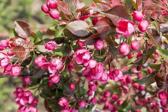 Мигдаль червонолистний Crimson Almond, Рожевий