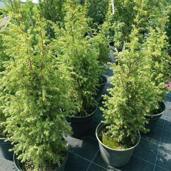 Можжевельник китайский Stricta с2