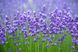 Лаванда p9, квітучі і ароматні вазони, Фіолетовий