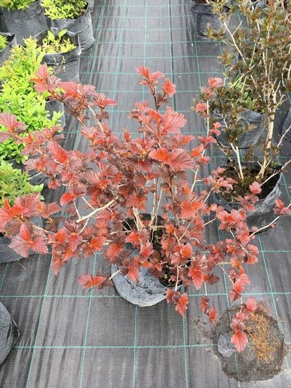 Пухироплідник калинолистий ​​Lady in Red h80-120;, Червоний