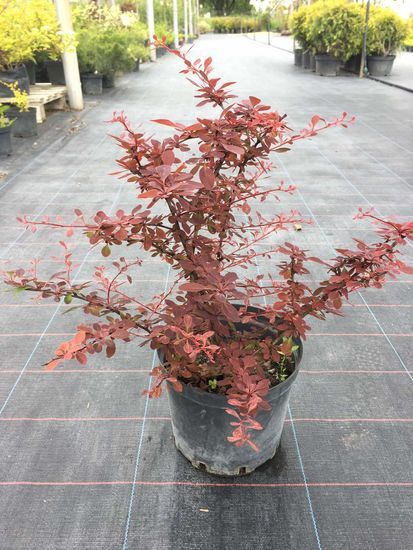 Барбарис Тунберга Rose Glow С5 ЗКС, Рожевий
