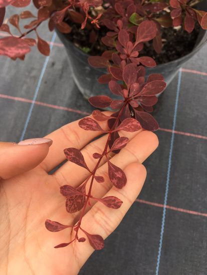 Барбарис Тунберга Rose Glow С5 ЗКС, Рожевий