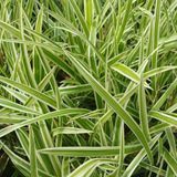 Осока Морроу Аureovariegata