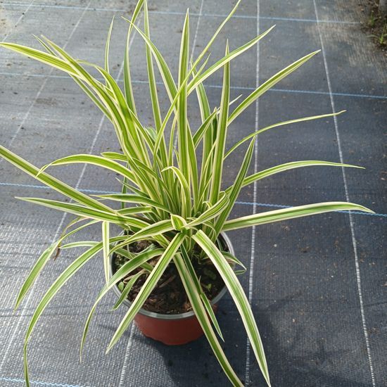 Осока Морроу Аureovariegata