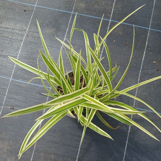 Осока Морроу Аureovariegata