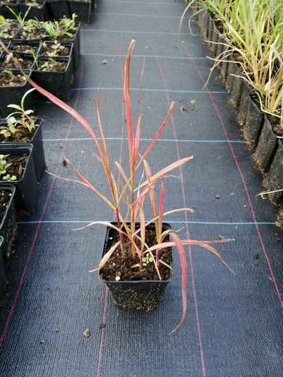 Міскантус китайський purpurascens с3 ЗКС
