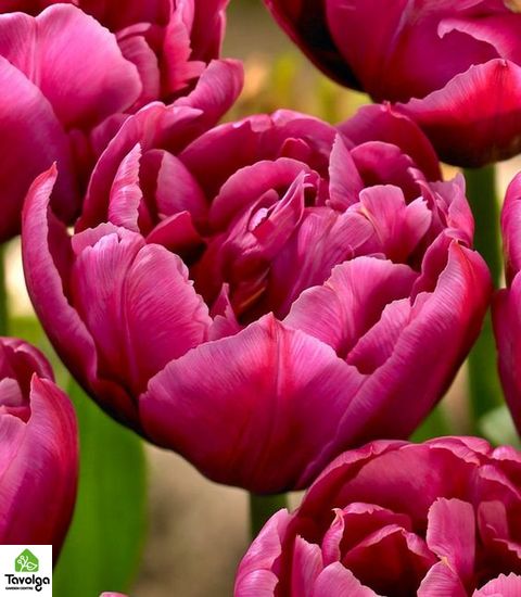 Тюльпани оптом, купити квіти, оптова база квітів, тюльпани на зріз, Мікс (На Ваш вибір)