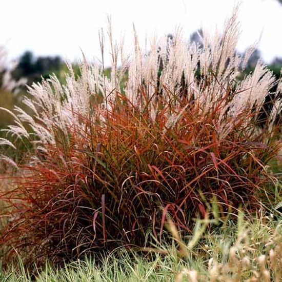 Міскантус китайський purpurascens с3 ЗКС