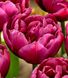 Тюльпани оптом, купити квіти, оптова база квітів, тюльпани на зріз, Мікс (На Ваш вибір)