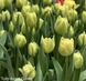 Тюльпаны оптом, купить цветы, оптовая база цветов, тюльпаны на срез, Ассорти (На Ваш выбор)