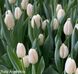Тюльпаны оптом, купить цветы, оптовая база цветов, тюльпаны на срез, Ассорти (На Ваш выбор)