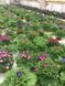 Цинерарія оптом, квіти на 8 Березня, весняні квіти, оптова база квітів, квіти у горщиках, Мікс (На Ваш вибір)