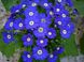 Цинерарія оптом, квіти на 8 Березня, весняні квіти, оптова база квітів, квіти у горщиках, Мікс (На Ваш вибір)