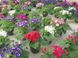 Цинерария оптом, цветы на 8 Марта, весенние цветы, оптовая база цветов, цветы в горшках, Ассорти (На Ваш выбор)