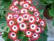 Цинерария оптом, цветы на 8 Марта, весенние цветы, оптовая база цветов, цветы в горшках, Ассорти (На Ваш выбор)
