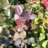 Бук лісовий Atropurpurea,С2