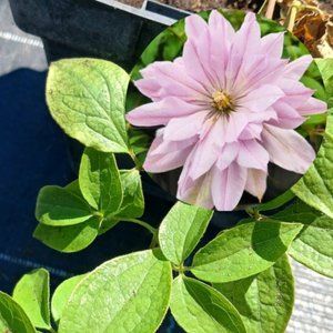 Клематис Violet elizabeth, с2