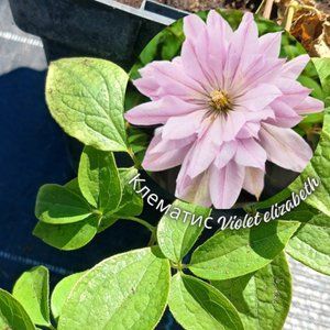 Клематис Violet elizabeth, с2
