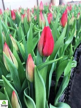 Тюльпаны в горшках d12, 3 тюльпана в горшке, цветы оптом, база цветов, Ассорти (На Ваш выбор)