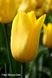Тюльпани в горщиках d12, 3 тюльпана в горшку, квіти оптом, база квітів, Мікс (На Ваш вибір)