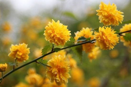 Керрія японська Pleniflora с2, Жовтий