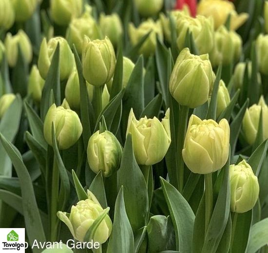 Тюльпани в горщиках d12, 3 тюльпана в горшку, квіти оптом, база квітів, Мікс (На Ваш вибір)