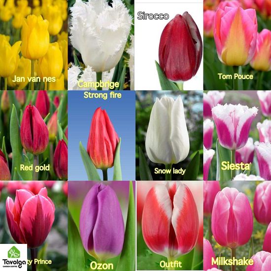 Тюльпаны в горшках d12, 3 тюльпана в горшке, цветы оптом, база цветов, Ассорти (На Ваш выбор)