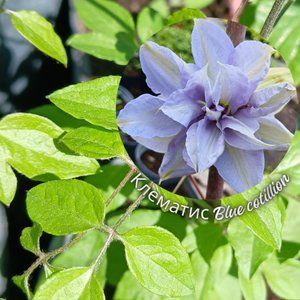 Клематис Blue cotillion, с2