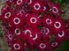 Цинерария Микс, цветы Киев, вазоны оптом, доставка по Украине, Ассорти (На Ваш выбор)