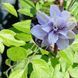 Клематис Blue cotillion, с2