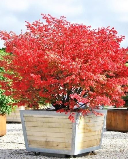 Бруслина європейська Red cascade RB h180-200