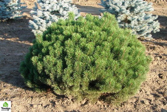 Сосна гірська Мугус Mughus RB діаметр 80, висота 40-60, Зелений